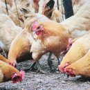 도성농장 이미지