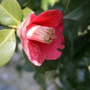 동백산방 이미지