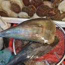 조개몽땅 이미지