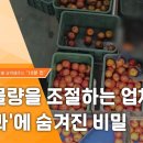 ﻿[PD수첩 10분 컷] 사과 물량을 조절하는 업체들? '금사과'에 숨겨진 비밀 이미지