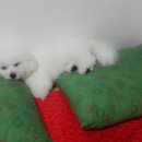 트리밍아유 이미지