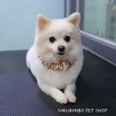 사쿠란보애견샵