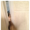 빛나냥 이미지