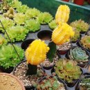 임은길-4 이미지