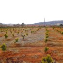 보광농원 이미지