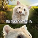 힐링강릉