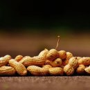 땅콩수산 이미지