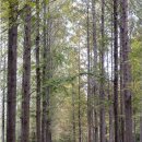 메타세쿼이어길 화장실 이미지