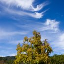 두곡리 은행나무 이미지