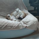 (사진 약 90장) 8월22일 글램핑장-＞롯데아울렛 + 25일 근황 이미지