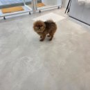 제리펫 | 수원애견미용실: 바움펫 - 털 쪄서 사자가 된 제리의 새해맞이 변신! 수원애견미용실 방문 후기