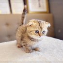 인천강아지분양 고양이분양 24시 데려가개 청라점 이미지