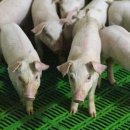 경보축산 이미지