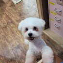 애견매니저 이미지