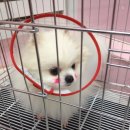 미니 앤 바니 애견샵 | 장안동애견샵. 포메라이언모모 라이언컷. 미니앤바니