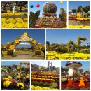 장성 노란 꽃 축제 이미지
