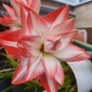 아마릴리스 블라썸 피콕 이미지