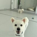 일리키독 이미지