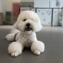 퍼피글랫 이미지