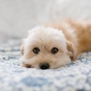 하얀강아지 이미지