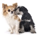 봄이든 동물병원 이미지