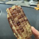 담벼락옥수수 이미지