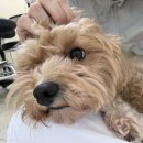 콩이네 이발소 이미지