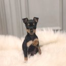 오케이독 | 계양미니핀분양, 퀄리티 미쳤다리! 오케이독 부천본점 찐후기!