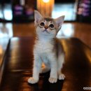 펫스토리 수가 이미지