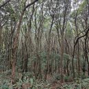 12월6일(토) 특별산행 [완도 상왕산 5봉 종주산행] / 코리아둘레길45선 12번째길 남파랑길88코스 이미지