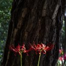 대웅상사 | 가을 가볼 만한 곳 고창 선운사 꽃무릇