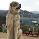 땡자애견 네이버블로그