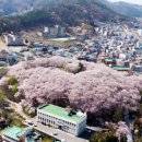 온통 벚꽃뿐이네"... 환상적인 풍경 자랑하는 벚꽃 섬과 벚꽃 동산은 어디? 이미지