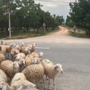 드링크목장 | 나트랑 태교 여행, 1일차 (깜란공항근처숙소, 양떼목장, 사막투어, 포롱자라이, 빈펄비치프런트...