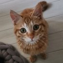 고덕24시 동물병원 | 탄이 외이도염 고덕 24시 동물병원