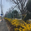 낙동강변로4-3 | [경북 구미] 2026 낙동강변로 개화 상황(3월말~4월초)