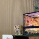 냥꿀냥꿀 이미지