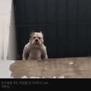 피그 앤 카우
