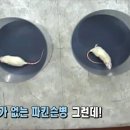 최근희소식 이미지