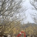 2024 3월 구례 산동 산수유 축제 상황과 걷기 좋은 마을 소개 주차장 안내
