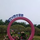 강진 보은산 V 렌드 공원 제2회 수국길 축제장에서.♡~ 이미지