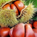 봉조마을 이미지