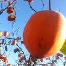 신대농장 이미지