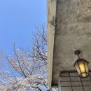 정말 예쁜 서울 벚꽃 명소 연남동벚꽃집 카페