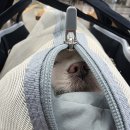 모아모아세탁 | 몽모아티 가방 후기