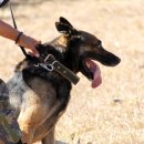 한동물병원(출장진료동물병원) 이미지