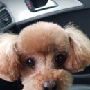 제이그루밍 이미지