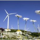 희망의 꽃 이미지