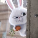 펫이너스