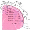 초보 오카리나 이미지